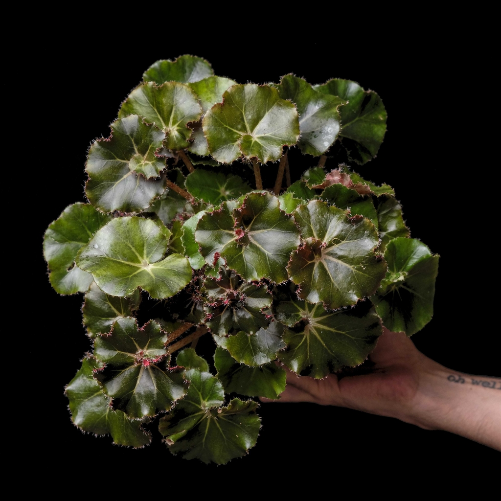 Begonia sp. - Comprar en Plantas Kolog