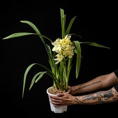 Orquídea Cymbidium flor Amarilla - Plantas Kolog