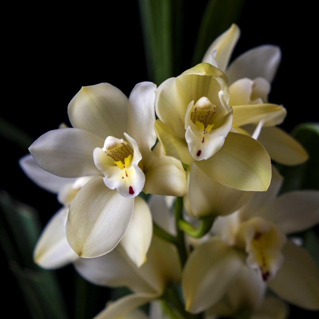 Orquídea Cymbidium flor Amarilla - Plantas Kolog
