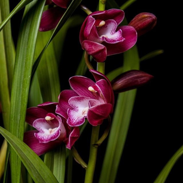 Orquídea Cymbidium flor Roja - Plantas Kolog