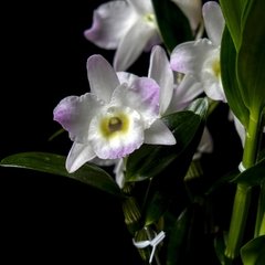 Dendrobium nobile - Flor Blanco, Lila y Amarillo en internet