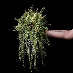 Columnea microphylla variegata