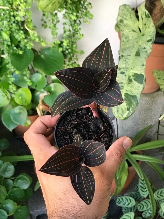 ludisia discolor - orquídea pipoca - Seu Flor