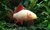 Labeo bicolor albino - comprar online