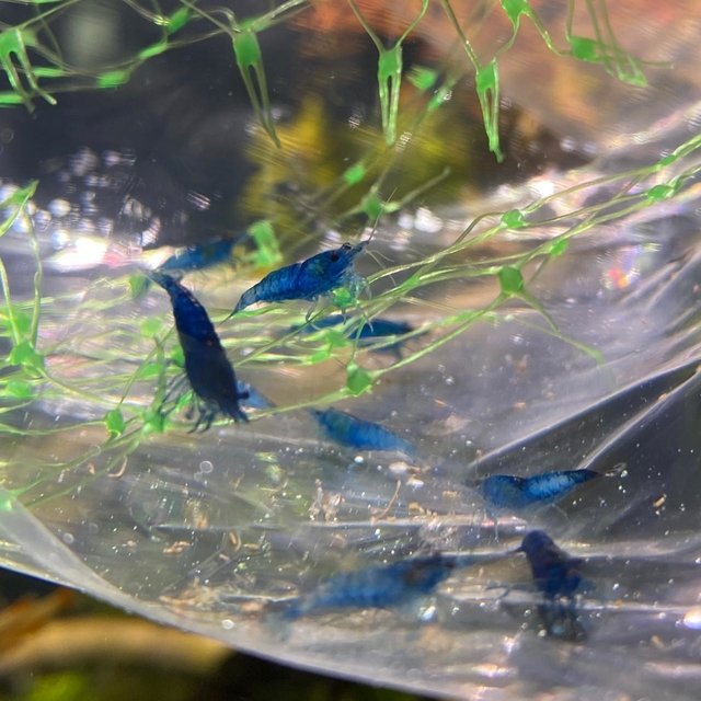 Camaron azul blue velvet en Aqua Bahia