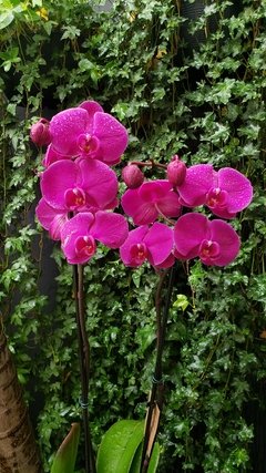 Orquídeas Phalaenopsis - comprar online