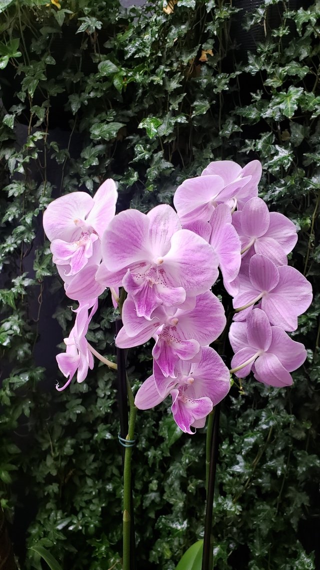 Orquídeas Phalaenopsis - Comprar em Lojinha da Flori