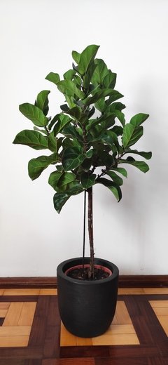 Ficus Lyrata Bambino Árvore - comprar online