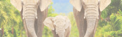 Banner da categoria Elefante