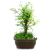 Bonsai Taxodium N4 (cipres calvo o de los pantanos) en maceta ceramica esmaltada