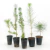 Combo Pinos Negro, halepensis, Silvestris, pinonero, Maritimo x 5 unidades