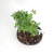 Bonsai Serissa N1 en maceta esmaltada - comprar online