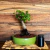 Imagen de Bonsai Quercus Suber en maceta esmaltada de gres N8