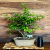 bonsai grewia occidentalis N6 en maceta esmaltada