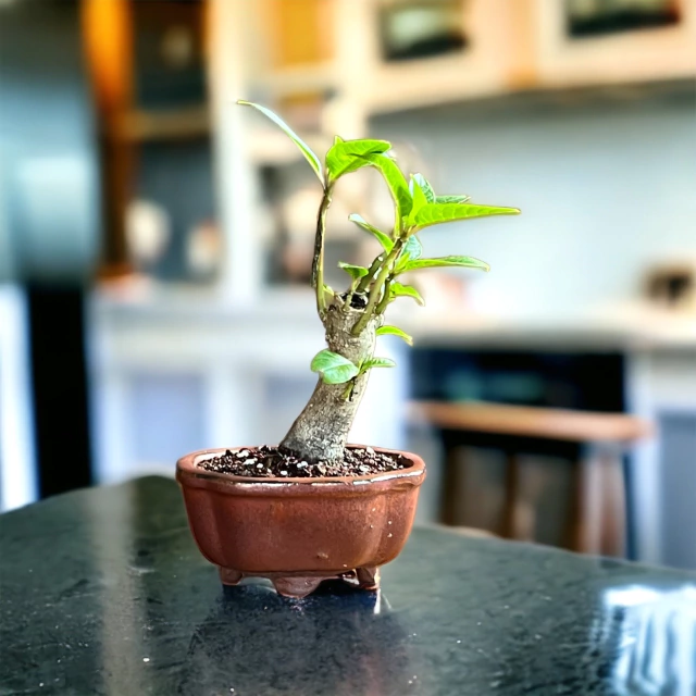 Bonsai Ombu N1 en maceta esmaltada - Domestic Bonsai