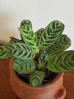 Calathea Portorriqueña - M12 - Flores Negras Plantas