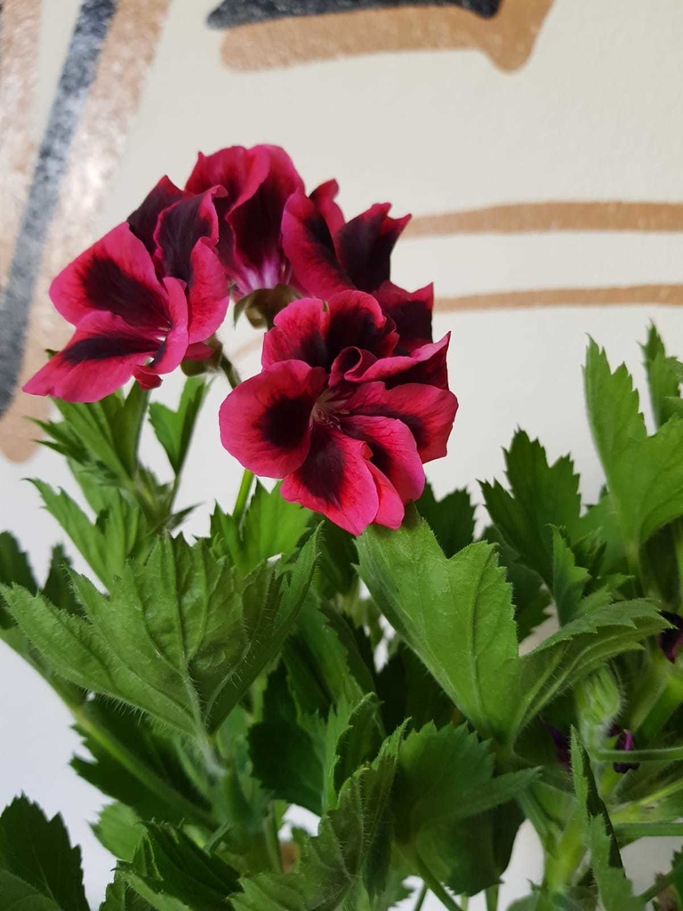 Malvon del Pensamiento - S14 - Flores Negras Plantas