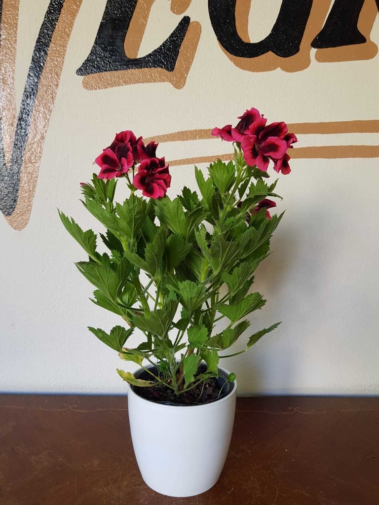 Malvon del Pensamiento - S14 - Flores Negras Plantas