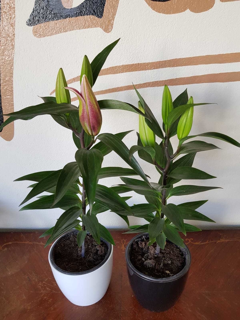 Lilium Perfumado - Comprar en Flores Negras Plantas