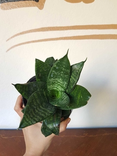 Sansiviera Enana Verde - S13 - Flores Negras Plantas