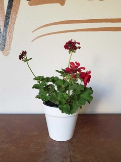 Geraneo Rojo - S14 - Comprar en Flores Negras Plantas