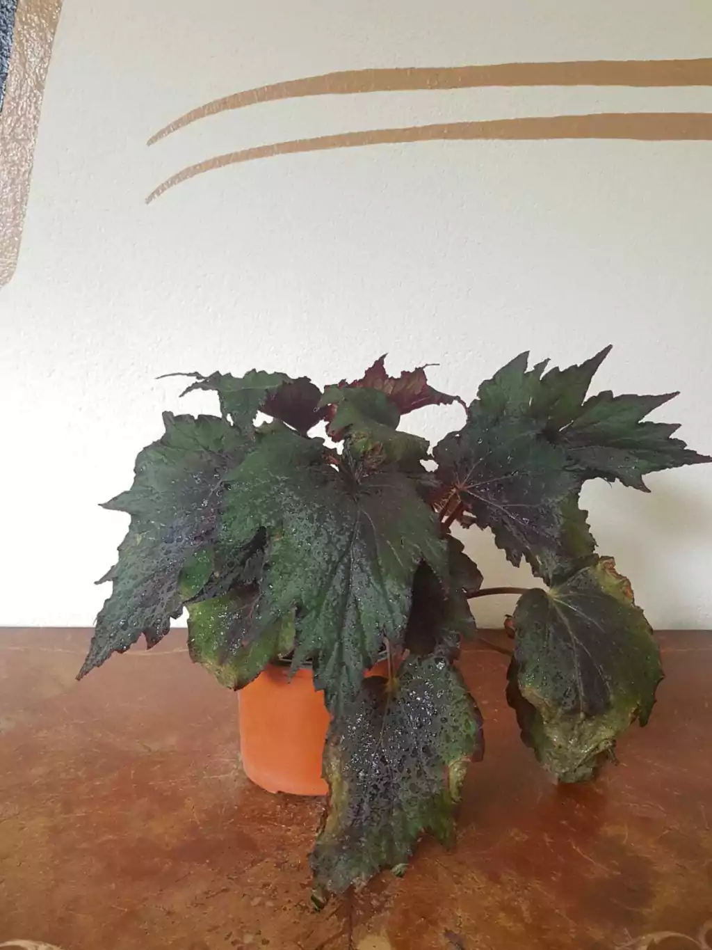 Begonia Rex - M14 - Comprar en Flores Negras Plantas