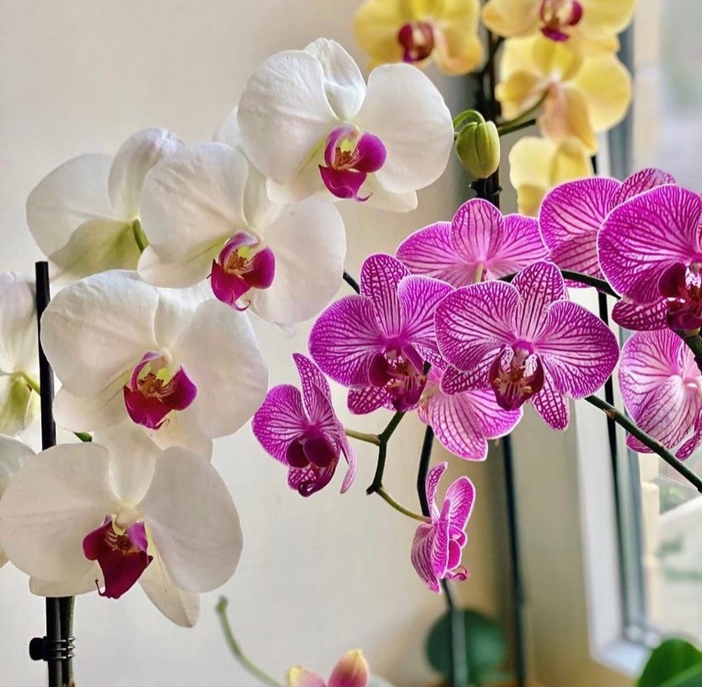 Orquídea Phala doble - Comprar en OrquiBA