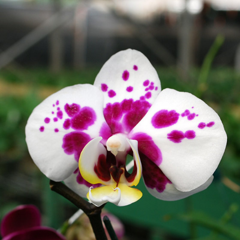 Orquídea Phala 1 vara - Comprar en OrquiBA