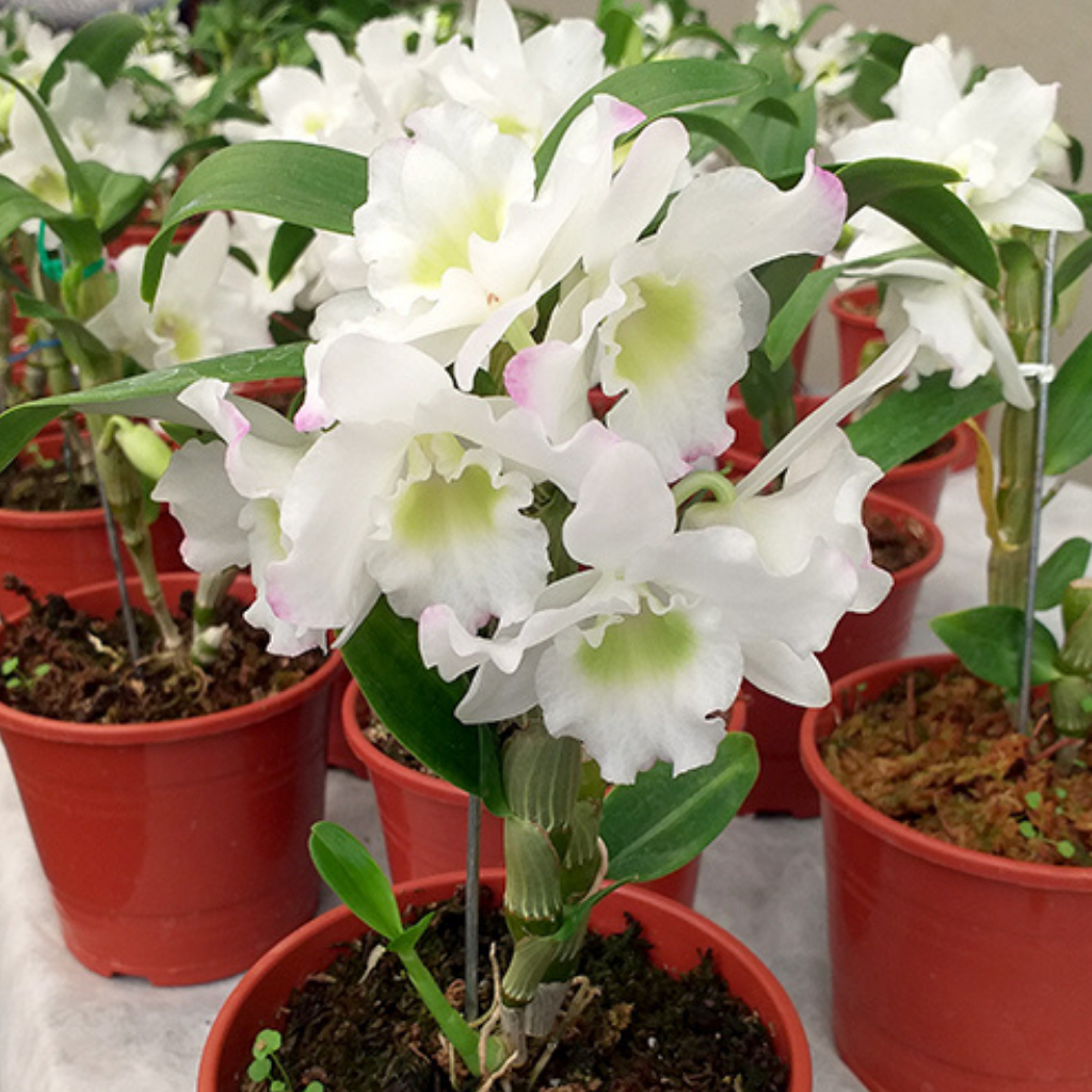 Orquídeas Dendrobium - Comprar en OrquiBA