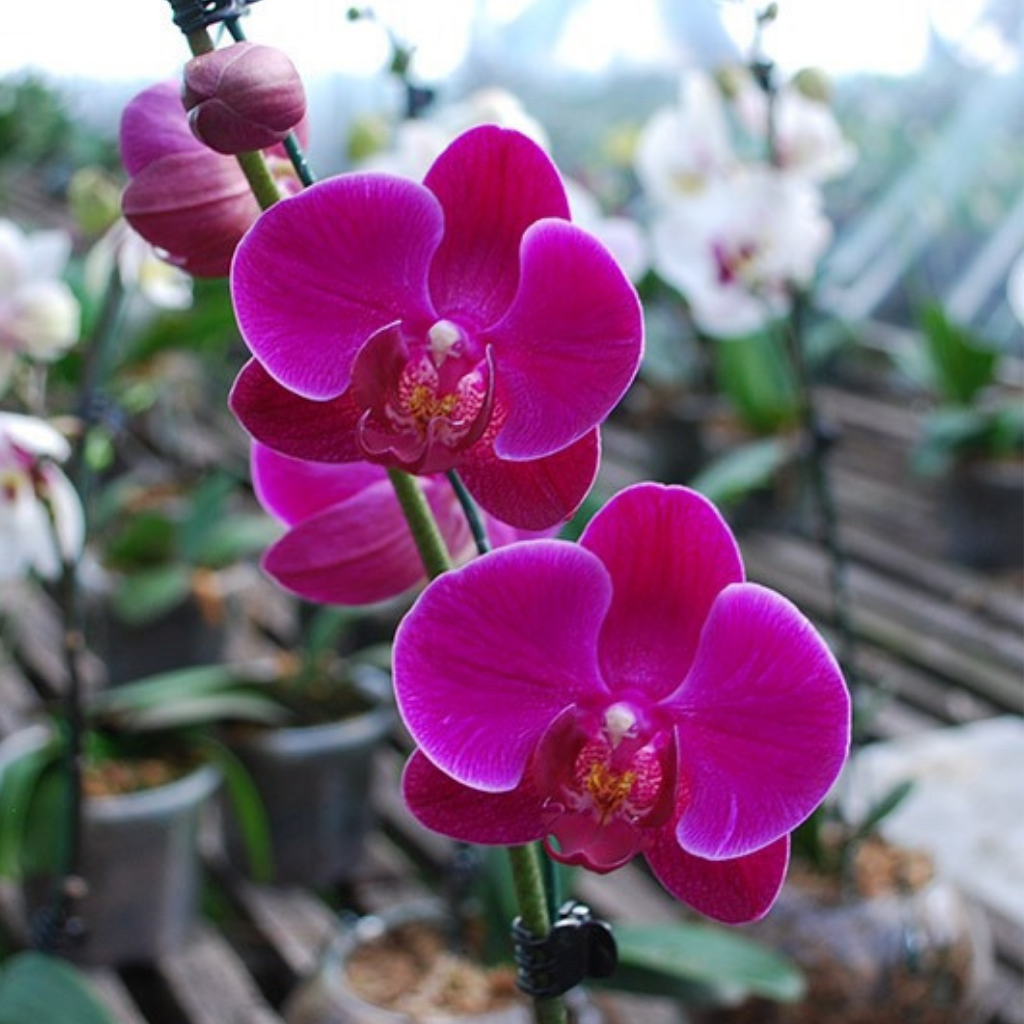 Orquídea Phala 1 vara - Comprar en OrquiBA
