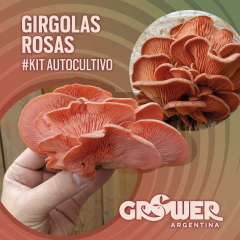 Kit Hongos Girgolas Rosas Autocultivo (3 unidades)