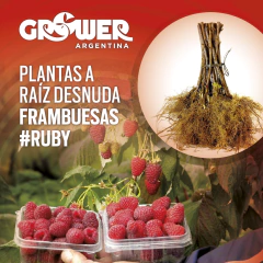 Pack Plantas de Frambuesas #Ruby Fruta Fina (50 unidades)