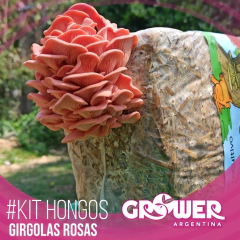 Kit Hongos Girgolas Rosas Autocultivo (3 unidades) - comprar online
