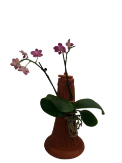 Tronco com Orquídea - comprar online