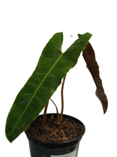 Philodendron Bilitiae Tam: 14 - comprar online