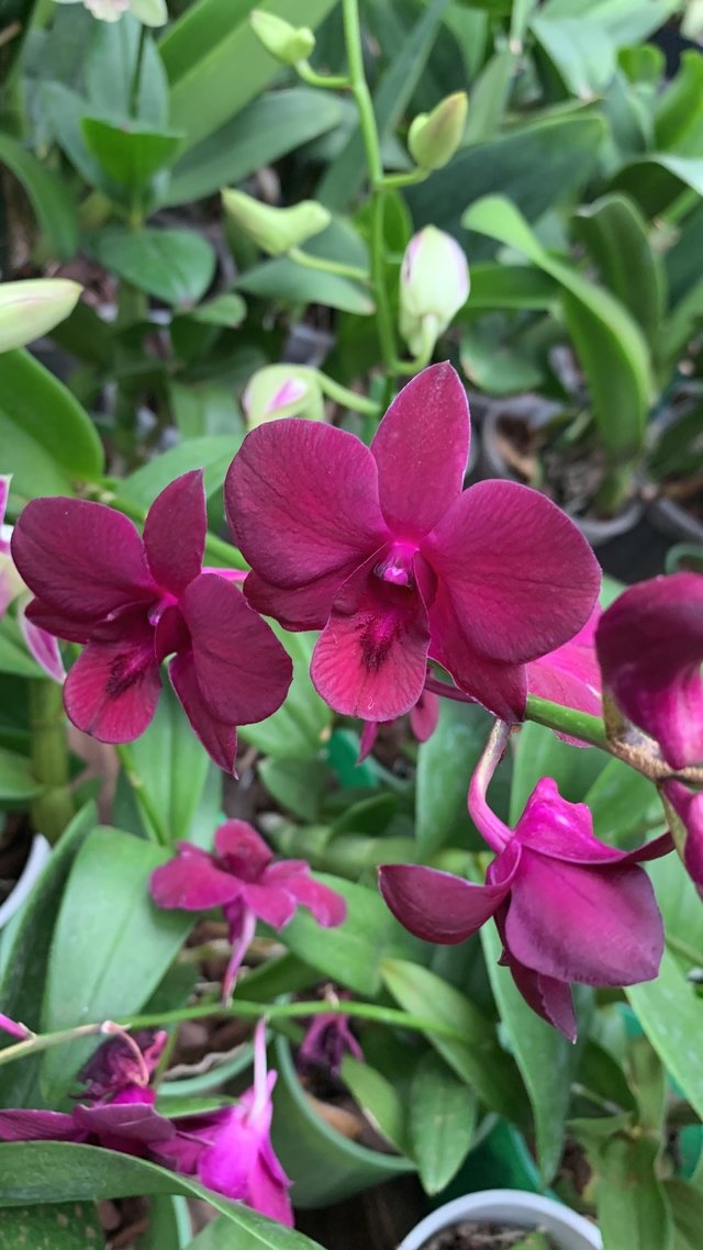 Denphal pink - Comprar em Orquidário Flor de Seda
