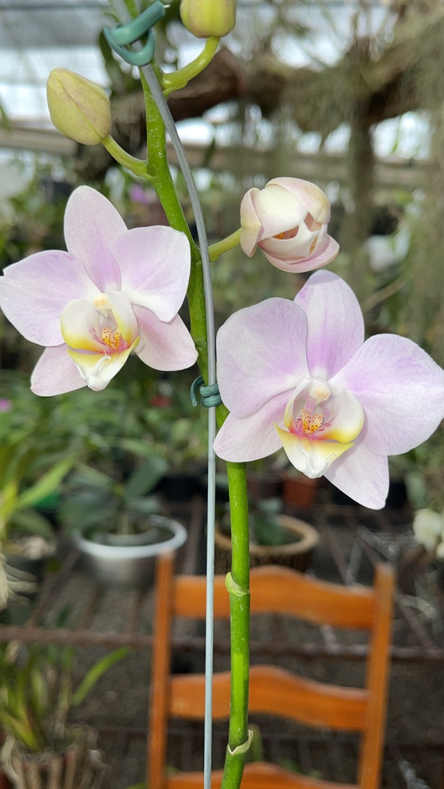 Phalaenopsis rosa Bebê - Orquidário Flor de Seda