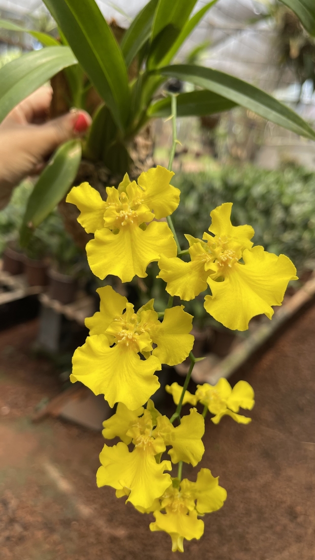 Oncidium aloha trilabelo - Orquidário Flor de Seda