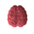Cérebro - B0181