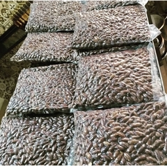 Castanha de Baru torrada selecionada 1Kg - Sítio Boca do Mato | Produtos do Cerrado