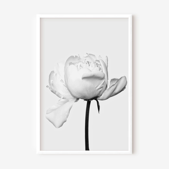 Con Marco - Peonia Blanca - Comprar en FREE STYLE DECO