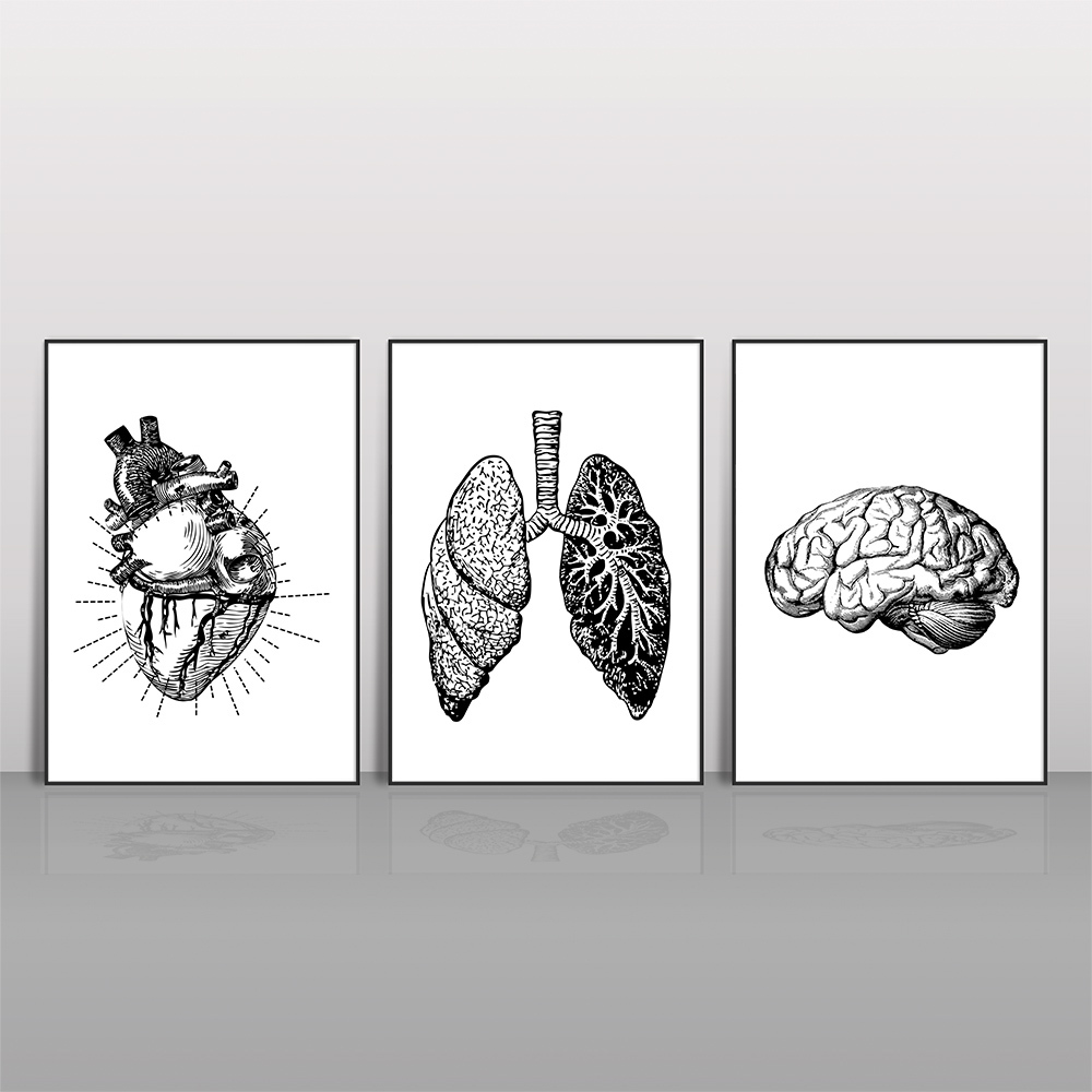 composi-o-com-3-quadros-decorativos-org-os-do-corpo-humano-e-frase