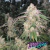 Sherlato x3 The Kush Brothers