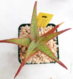 Aloe x Christmas Sunrise "Dzityá 1" - comprar en línea