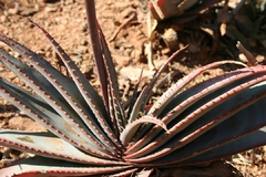 Aloe suprafoliata - comprar en línea