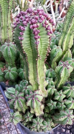 Euphorbia anoplia - Suculentas Dzityá