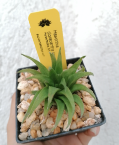 Haworthia cloracantha cloracantha - comprar en línea