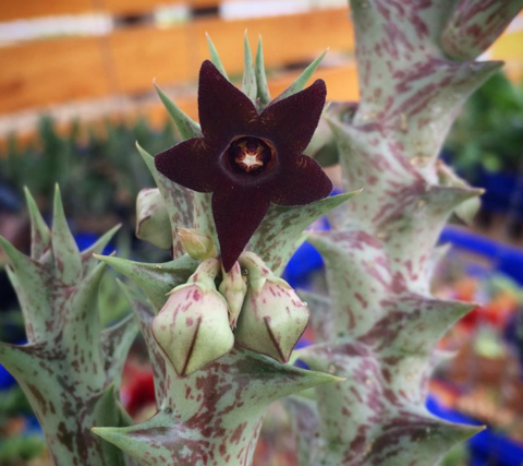 Caralluma hesperidum