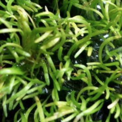 Utricularia subulata - Suculentas Dzityá