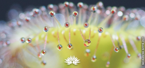 Taza modelo Drosera